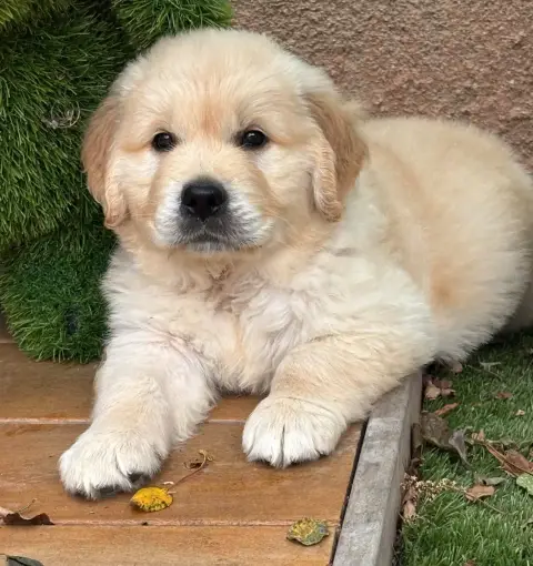 Golden Retriever  Orange