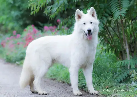 Berger Blanc Suisse photo 3