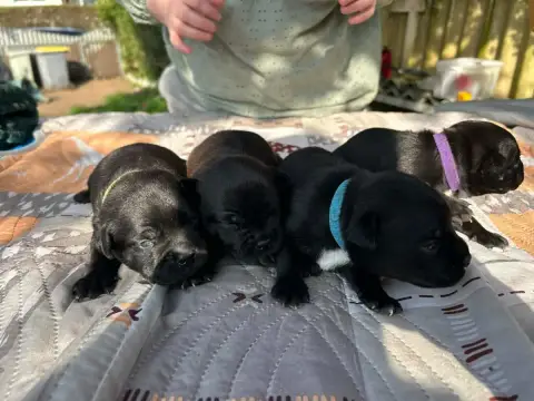 Staffordshire Bull Terrier  Chiot N°6 Du Temple Des G 4d6ca