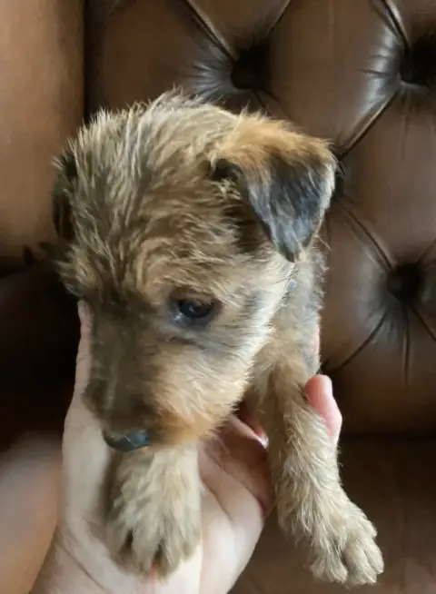Irish Terrier  Barry photo 3
