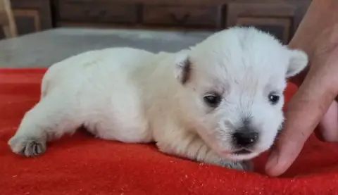 West Highland White Terrier  Chiot N°1 Des Hirondelle e2c7a