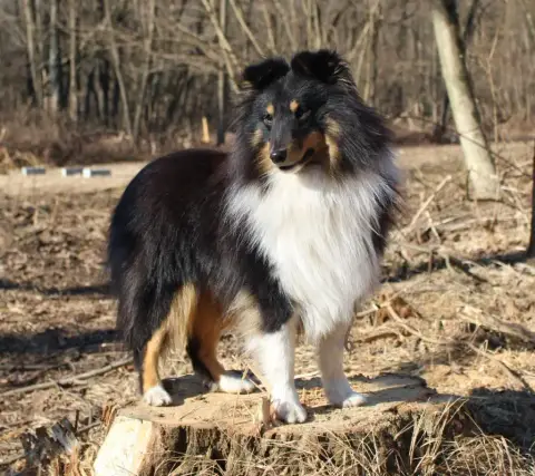 Shetland Sheepdog  Brianna photo 2