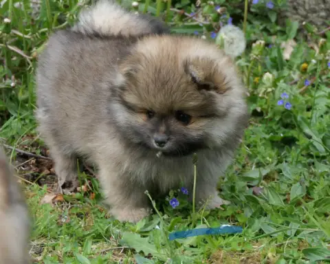 Spitz Allemand  Chiot Bleu Des Brimbelles photo 3