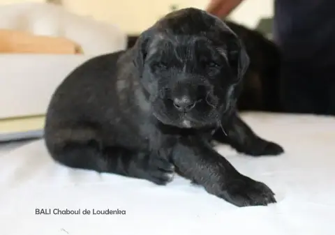 Leonberger  Chiot N°2 De Loudenka