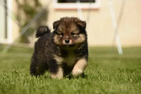 Chien Finnois De Laponie  Chiot N°4 Des Collines De S 7f593 photo 3