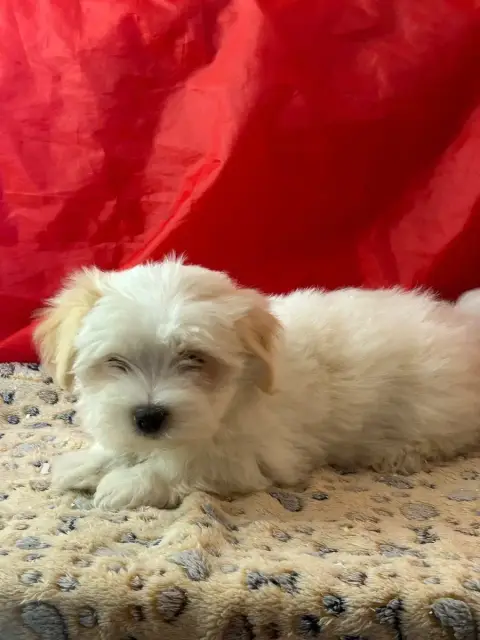 Coton De Tulear  Bilbo Du Hameau De Roxane