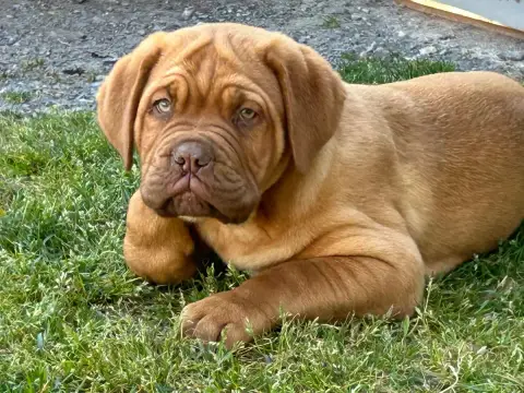 Dogue De Bordeaux  Bacchus Du Charme Berronais photo 2