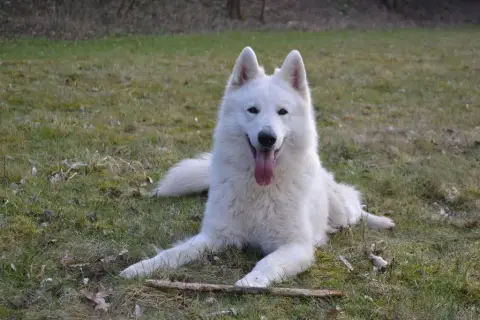 Berger Blanc Suisse  Chiot N°8 De La Vallée Du Lilas  d5c53