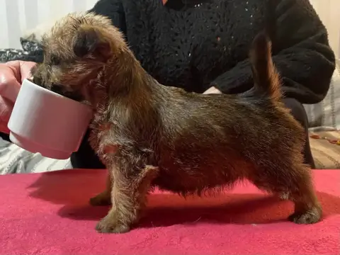 Norwich Terrier  Adele Des Sables Du Nord