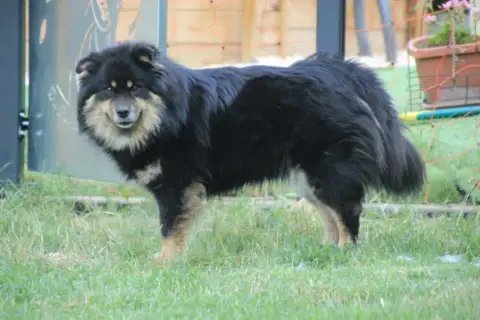 Chien Finnois De Laponie  Chiot photo 3