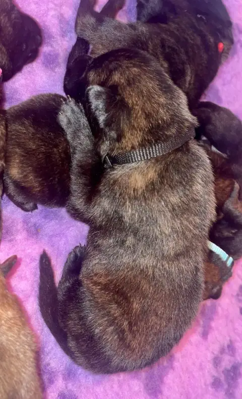 Berger Hollandais  Chiot Noir Du Domaine De Tanaris 8cf45