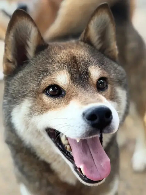 Shiba  Baya Of Skystaff Starbuck photo 2