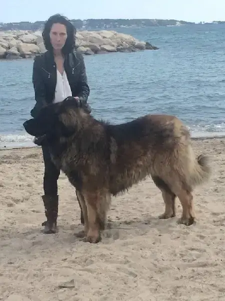 Leonberger  Chiot N°2 De Loudenka photo 3