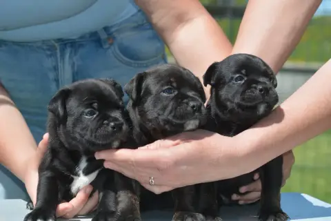 Staffordshire Bull Terrier  Chiot 2 Multi Generation 2f646