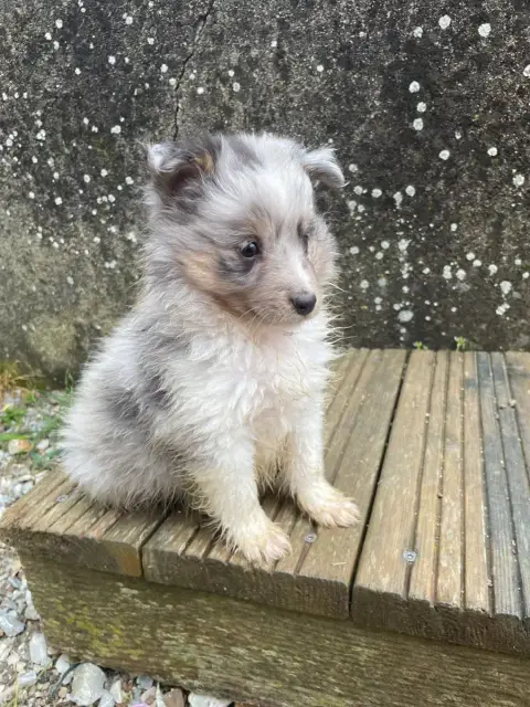 Shetland Sheepdog  Chiot 3 De La Foret Noir Et Feu