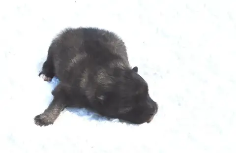 Spitz Allemand  Chiot photo 2