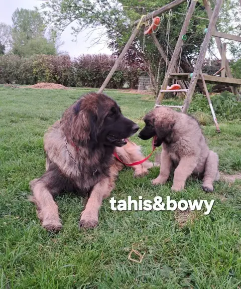 Leonberger  Chiot 5 R 1 Maron Bowy Du Pont Des Aulnes 09472 photo 2