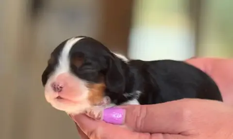 Cavalier King Charles Spaniel photo 3