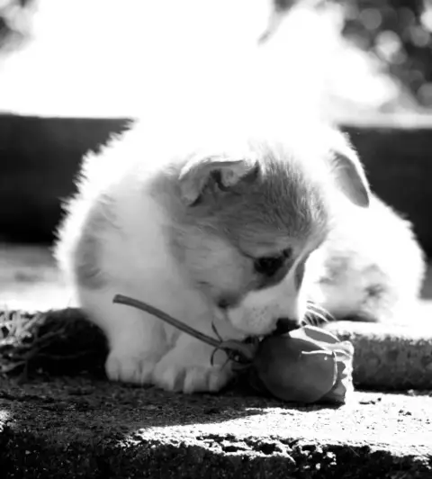 Welsh Corgi Pembroke  Chiot N°1 Des Jardins De Becky e7efd photo 3