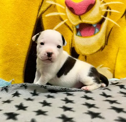 Staffordshire Bull Terrier  Bmw Du Hameau De Fontenay 2ee99