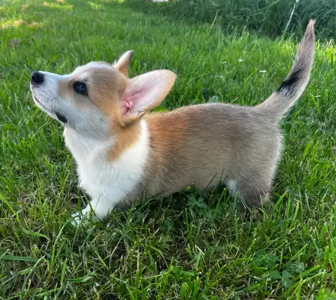 Welsh Corgi Pembroke  Bob Du Domaine Pierre Quinpierr 1dfe7 photo 3