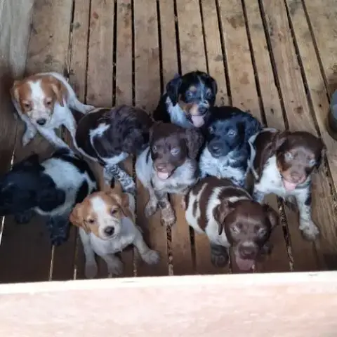 Chiots Epagneul Breton
