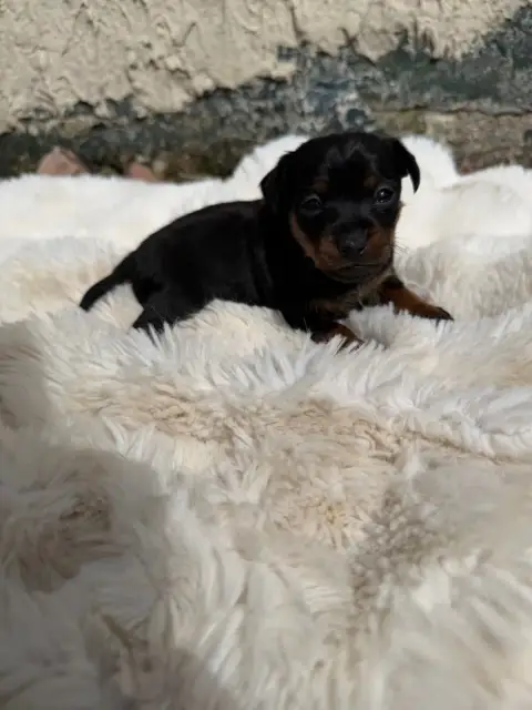 Pinscher Nain  Chiot N°3