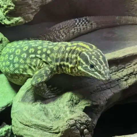 Femelle Varanus Acanthurus 7 Ans