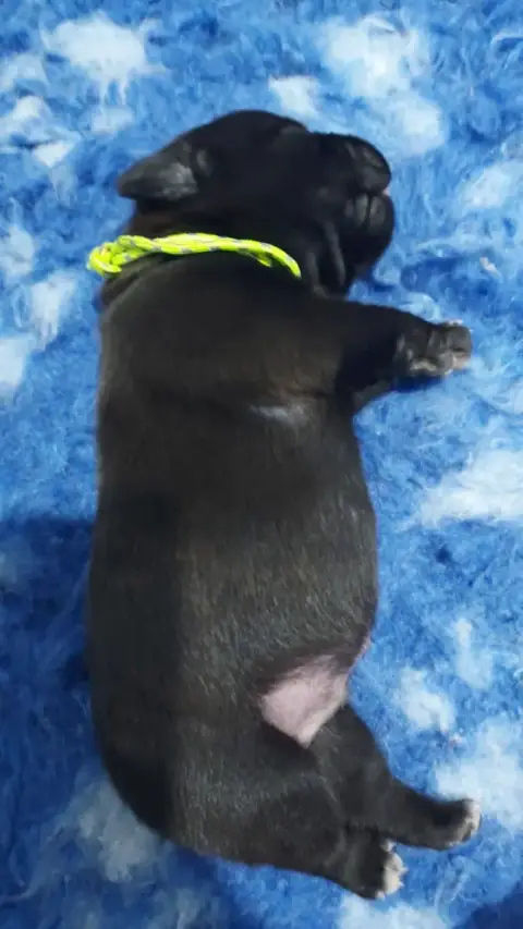 Staffordshire Bull Terrier  Chiot 1 Du Domaine O'Razz 208be