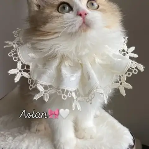 Chaton British Longhair De Parents Loof
