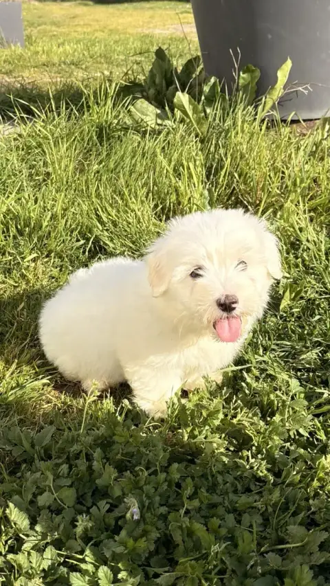 Coton De Tulear  Blanco Des Trois G