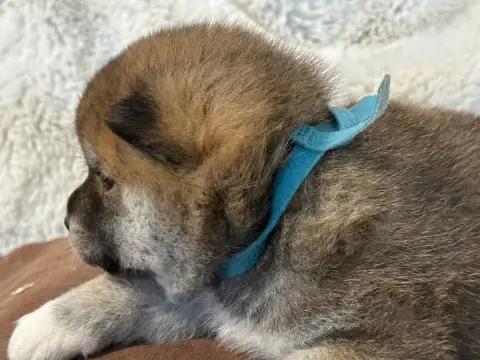 Shiba  Monsieur Bleu De L'Empereur Sirius photo 3