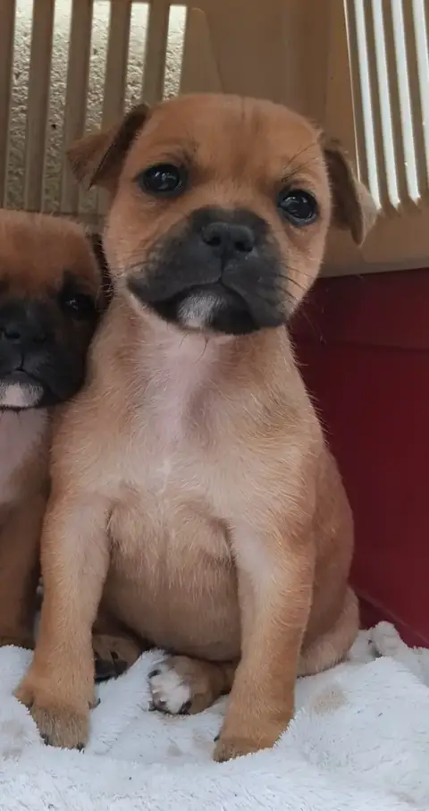 Staffordshire Bull Terrier  Beretta Des Vallées Du Gr 4c328