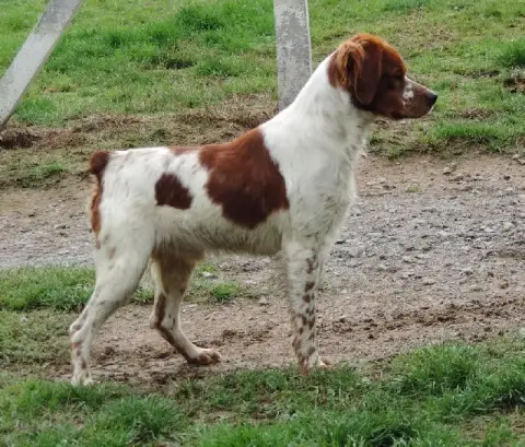 Epagneul Breton  Chiot N°2 Du Marais De Saintonge photo 3