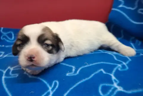Coton De Tulear photo 3