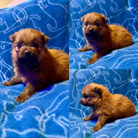 Spitz Allemand  Chiot N°3 De La Truffe Royale