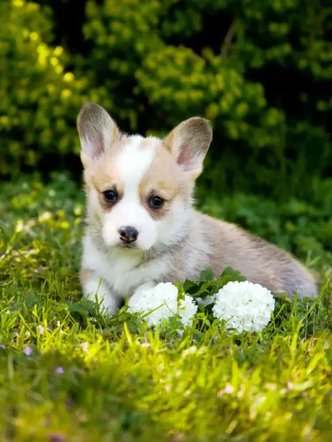 Welsh Corgi Pembroke  Chiot N°2 Des Jardins De Becky b65e9