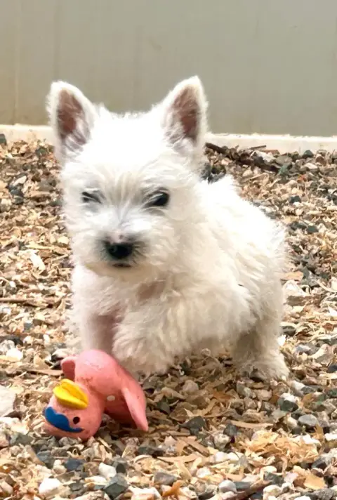 West Highland White Terrier  Chiot N°2 Du Coeur Des T 22240