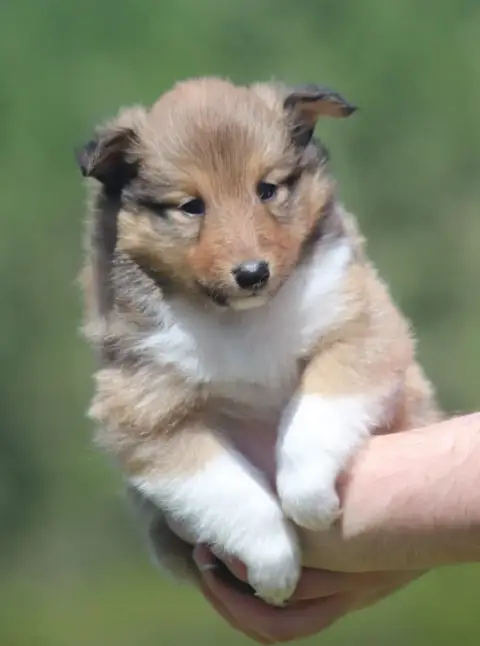Shetland Sheepdog  Belem photo 2