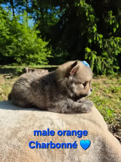 Spitz Allemand  Chiot 4 photo 2