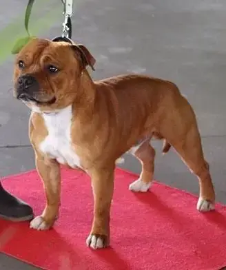 Staffordshire Bull Terrier  Chiot 2 Du Domaine O'Razz 1ca2c photo 3