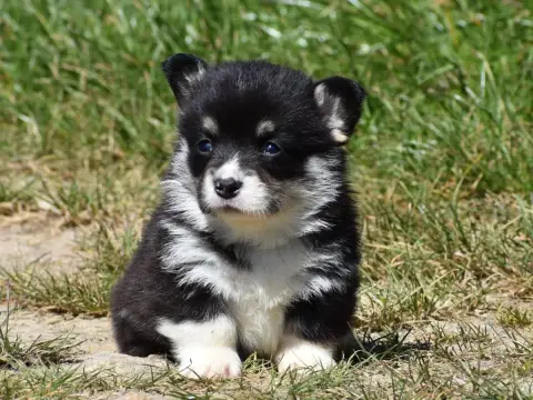Welsh Corgi Pembroke  Blaise De La Folle Emprise
