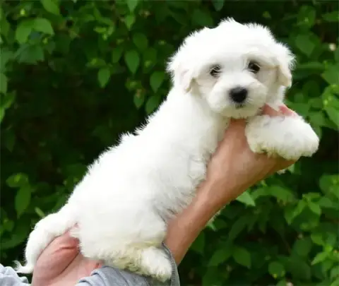 Coton De Tulear  Chiot N°6 De Dame Nature photo 2
