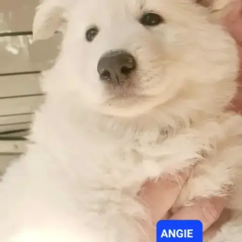 Angie Berger Blanc Suisse Lof