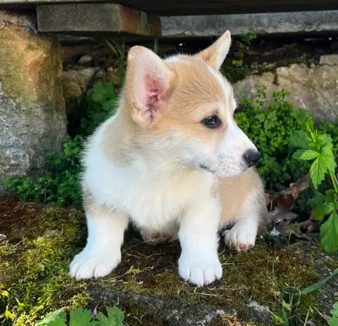 Welsh Corgi Pembroke  Bob Du Domaine Pierre Quinpierr 1dfe7 photo 2