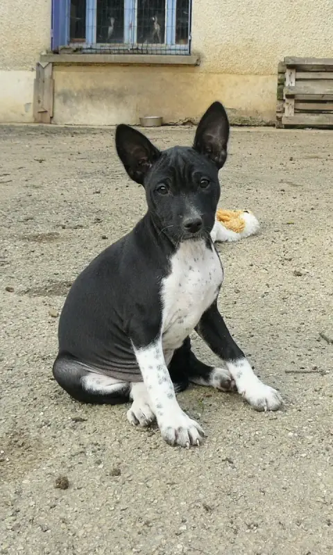 Basenji  Alya Nevali Çori