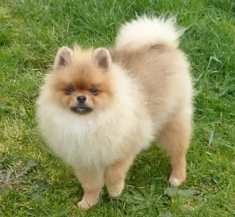 Spitz Allemand  Andy Des Petits Ecureuils photo 3