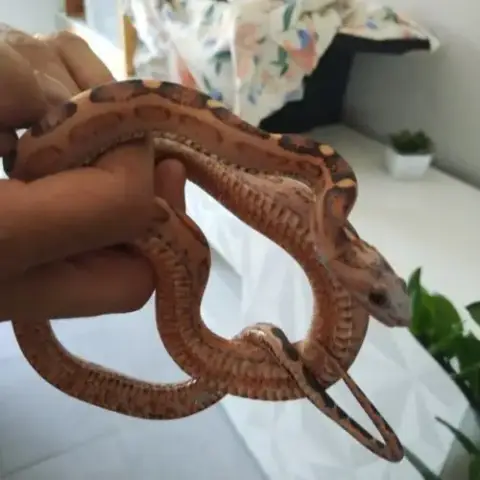 Serpent Des Blés Scaleless Femelle