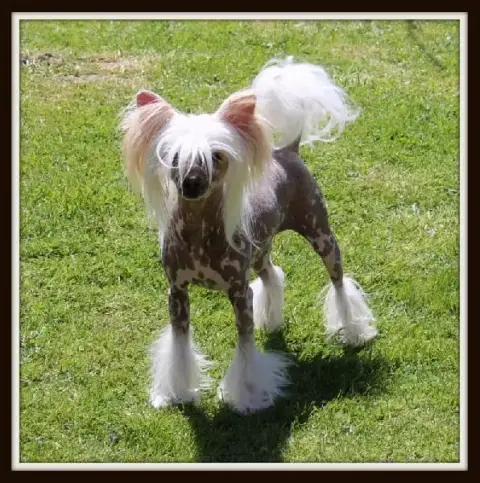 Chien Chinois À Crête  Alma Des Trésors Des Petites C b73cc photo 2