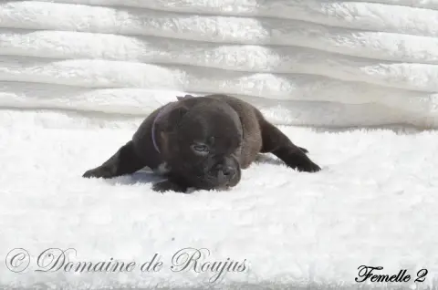 Staffordshire Bull Terrier  Chiot N°6 Du Domaine De R 30b13